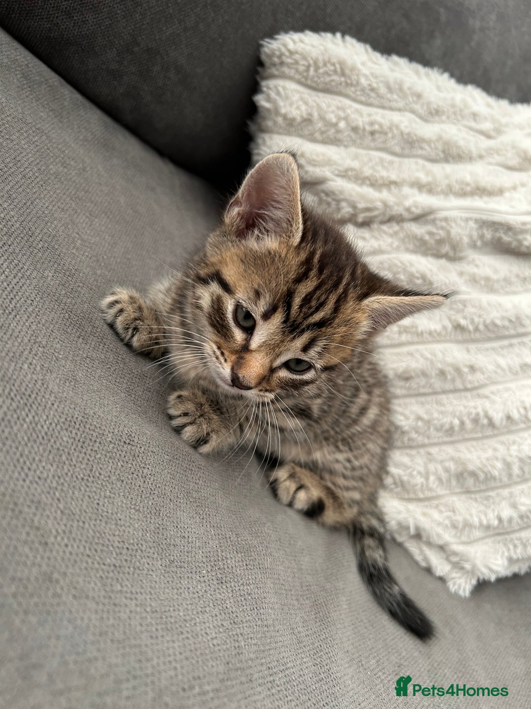 Mixed Breed cats for sale: 2 beautiful male kittens ready to go! - Image 6