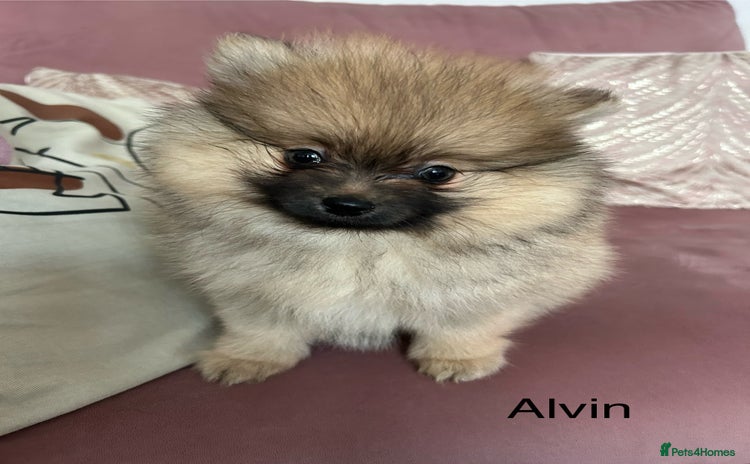 Pomeranian dogs Pomeranian puppies - Advert 2