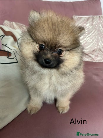 Pomeranian dogs Pomeranian puppies - Advert 2