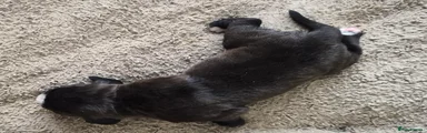 Mixed Breed Puppy 5