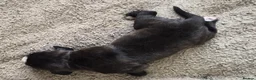 Mixed Breed dogs for sale: Puppies for sale - Advert 11