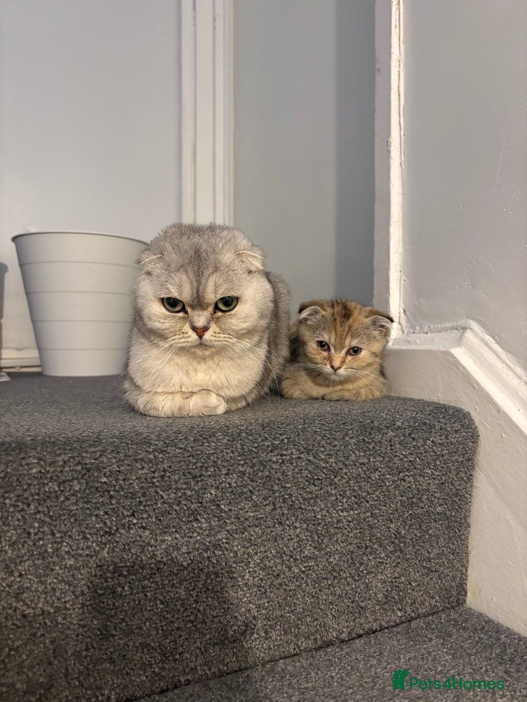 Scottish Fold cats for sale: Scottish fold for sale - Image 9