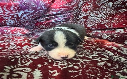 Border Collie dogs for sale: Pure Bred Border Collie Puppies 4 Sale -KC Pending - Image 4