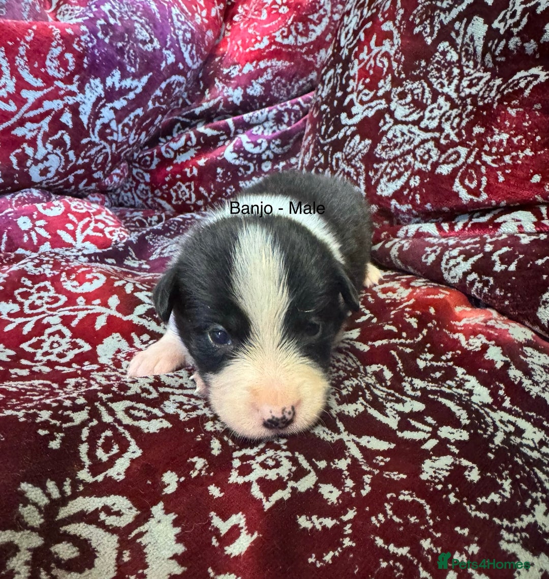 Border Collie dogs for sale: Pure Bred Border Collie Puppies 4 Sale -KC Pending - Image 4