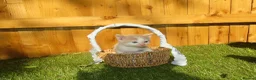 Mixed Breed cats for sale: Full ginger and mix litter kittens  - Advert 14