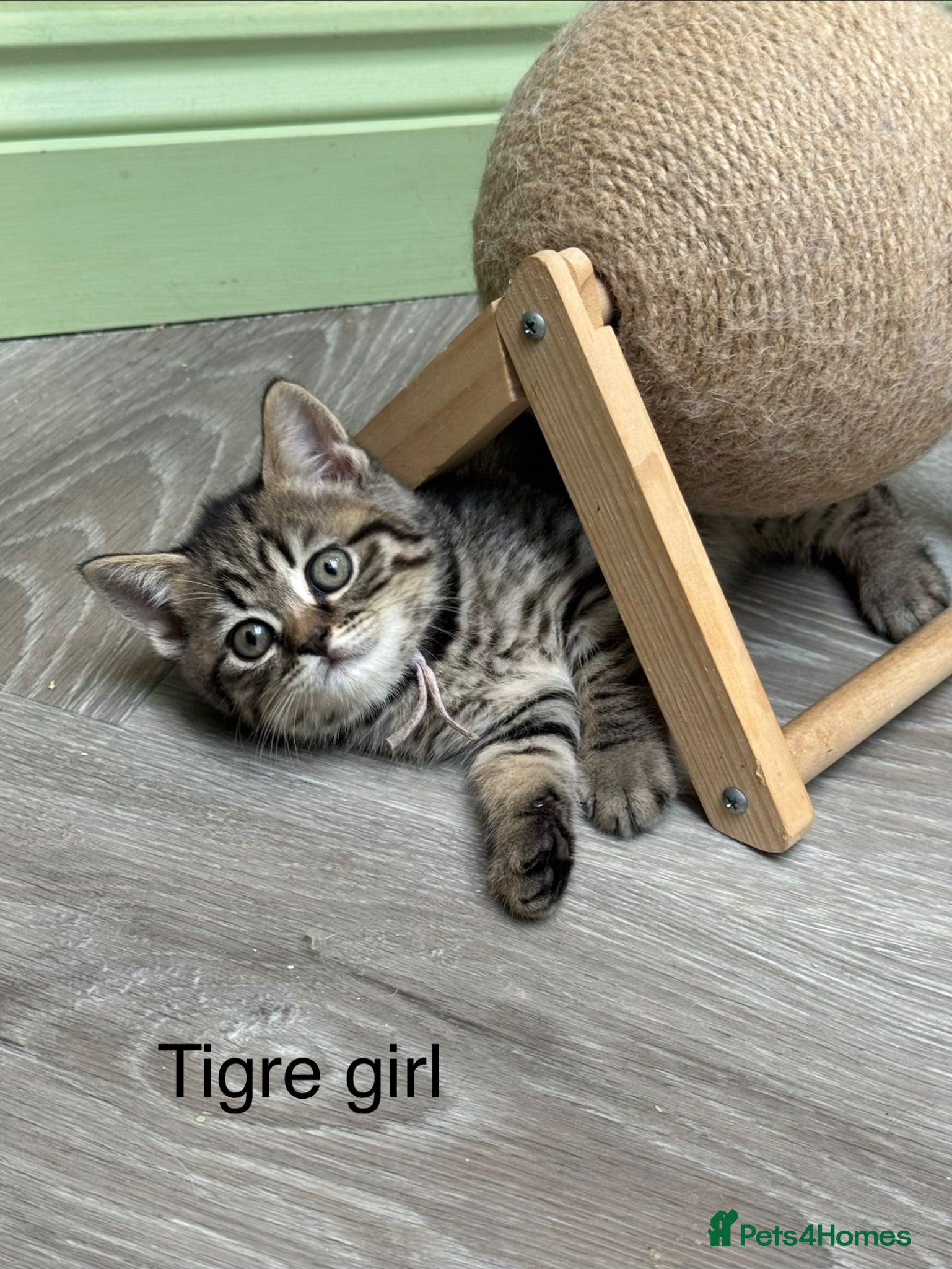 Scottish Fold cats Scottish straight/bsh  kittens registered  - Advert 2