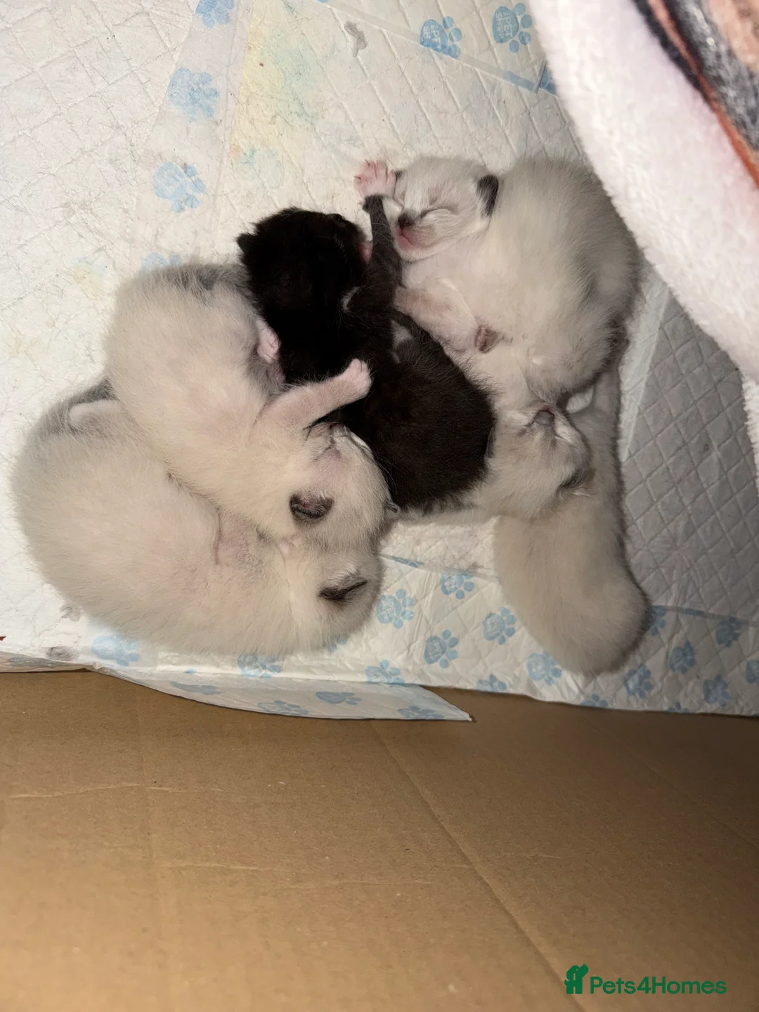 Ragdoll cats for sale: 5 beautiful ragdoll cross kittens available. - Advert 13