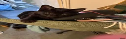 Mixed Breed cats for sale: Kittens £70 - £180 Manchester  - Advert 5