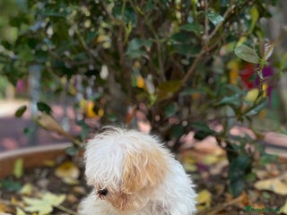 Maltipoo dogs - Advert 25