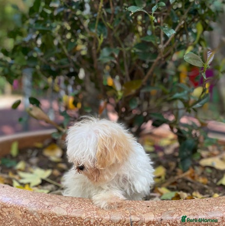 Maltipoo dogs - Advert 2