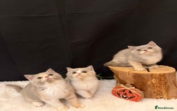 British Shorthair cats for sale: 💗 Gorgeous Full Pedigree BSH Trusted Breeder 💗 - Advert 5