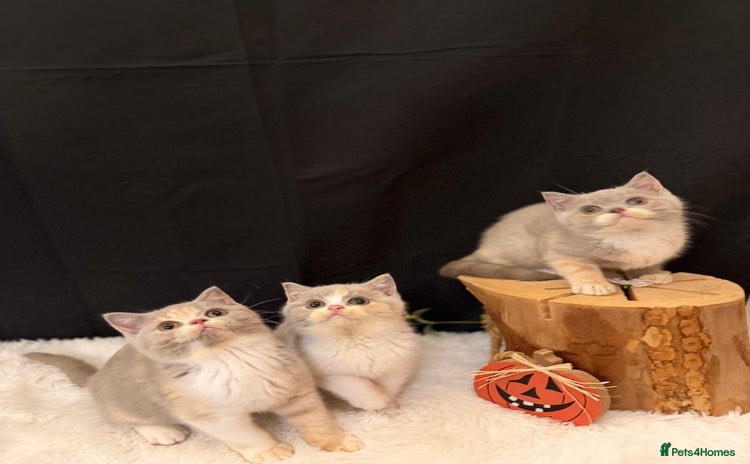 British Shorthair cats 💗 Gorgeous Full Pedigree BSH Trusted Breeder 💗 - Advert 13