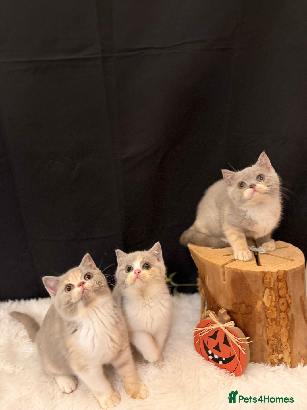 British Shorthair cats for sale: 💗 Gorgeous Full Pedigree BSH Trusted Breeder 💗 - Advert 5