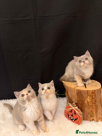 British Shorthair cats 💗 Gorgeous Full Pedigree BSH Trusted Breeder 💗 - Advert 13