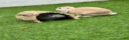 French Lop rabbits for sale: Reggie & Ronnie (Brothers)  in Blackburn - Advert 5