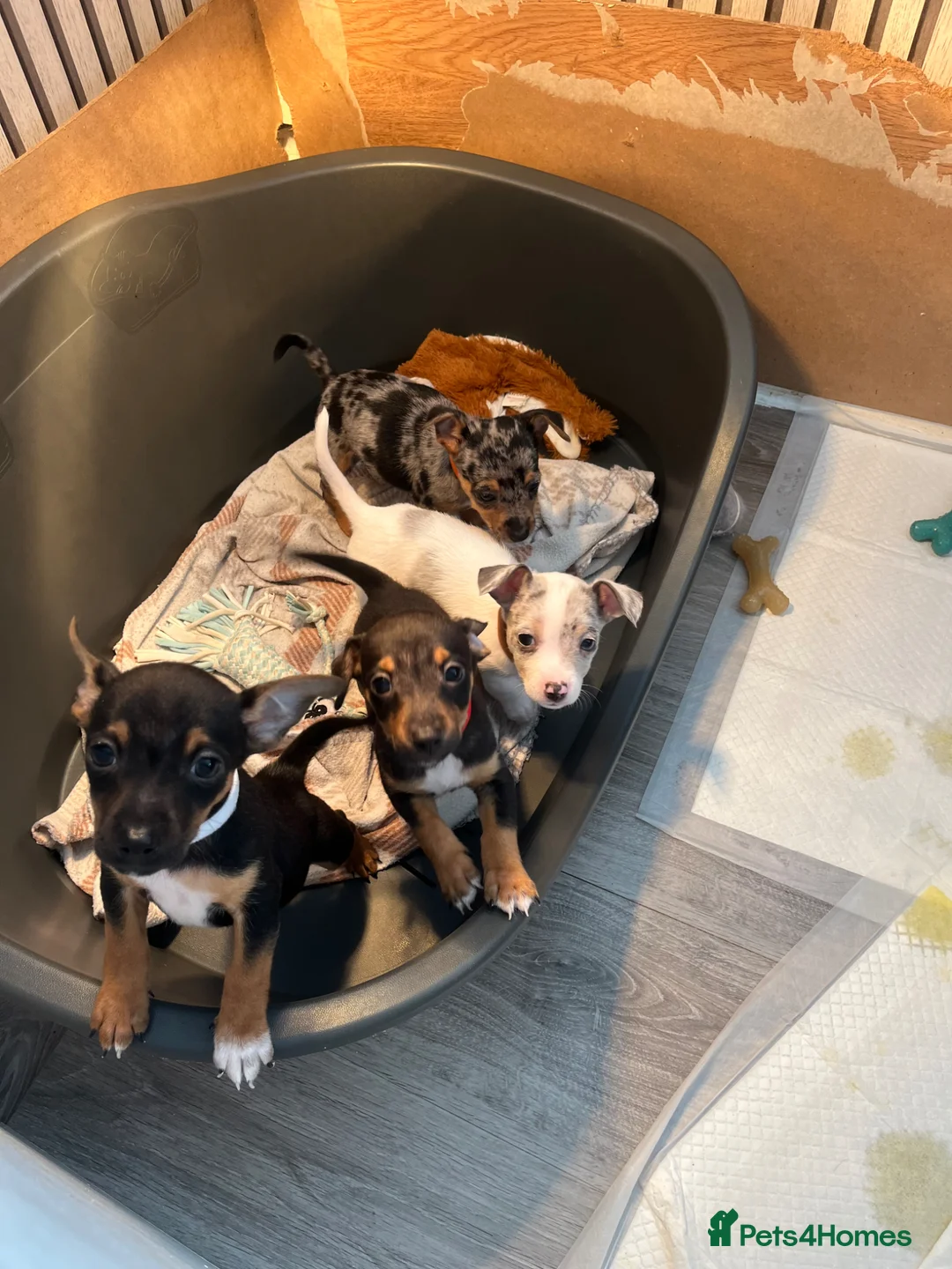 Jack Russell dogs for sale: 3 left!!! Jackrussle puppies - Advert 1