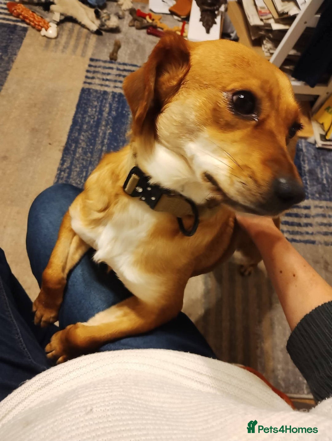 Mixed Breed dogs for adoption: Meet Wilma, currently residing in West Midlands  - Advert 3