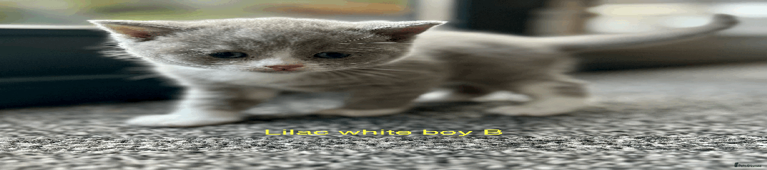 British Shorthair Kitten 2