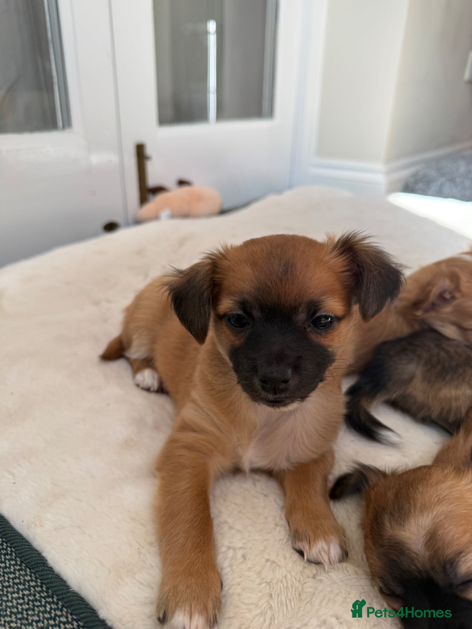 Chihuahua dogs Beautiful Chihuahua puppies  - Advert 13