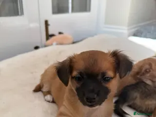 Chihuahua dogs Beautiful Chihuahua puppies - Advert 13