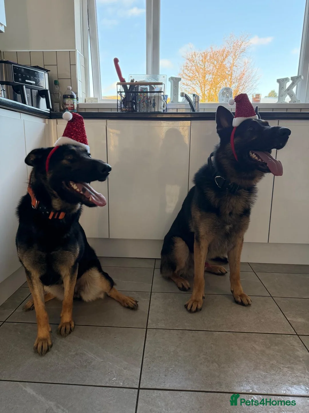 German Shepherd dogs for sale: German Shepherd bitch  - Advert 5