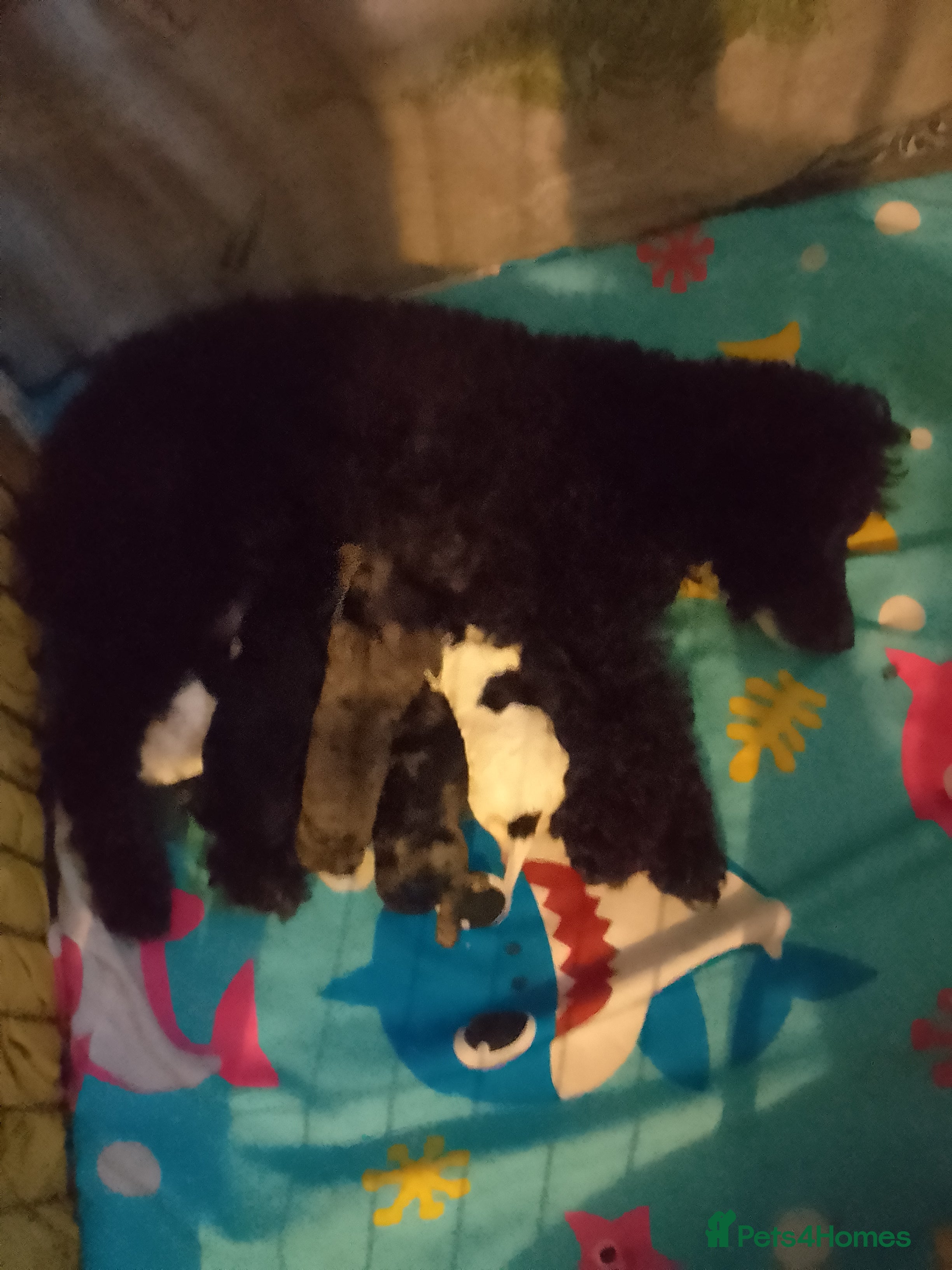 Cockapoo dogs Cockerpoos for sale - Advert 18