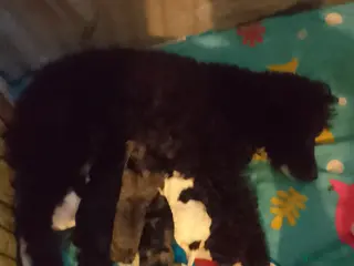 Cockapoo dogs Cockerpoos for sale - Advert 18