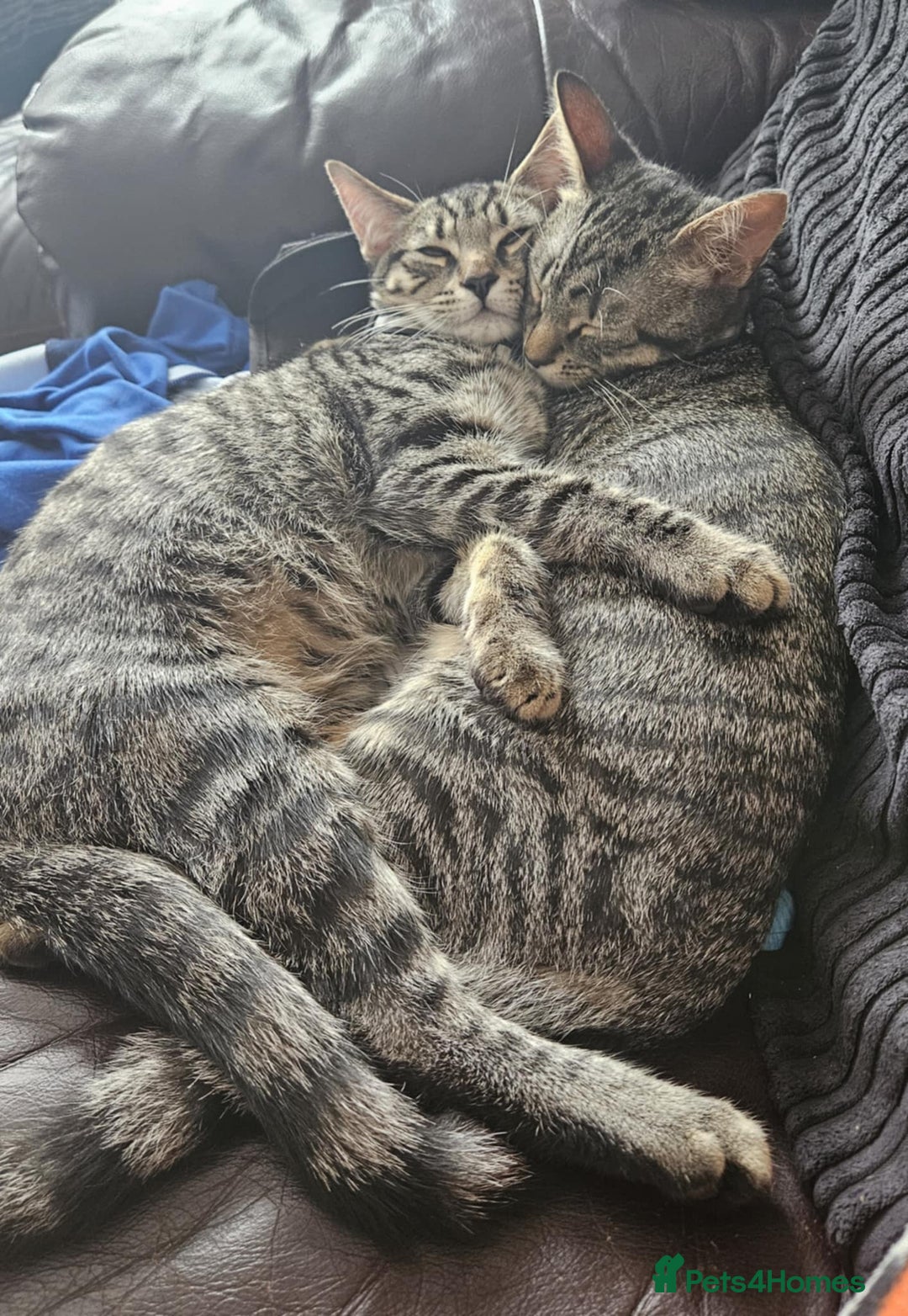 British Shorthair cats for sale: Two male tabby kittens  - Image 1
