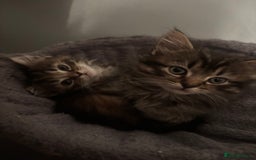 Ragdoll cats for sale: Ragdoll cross.  - Advert 5