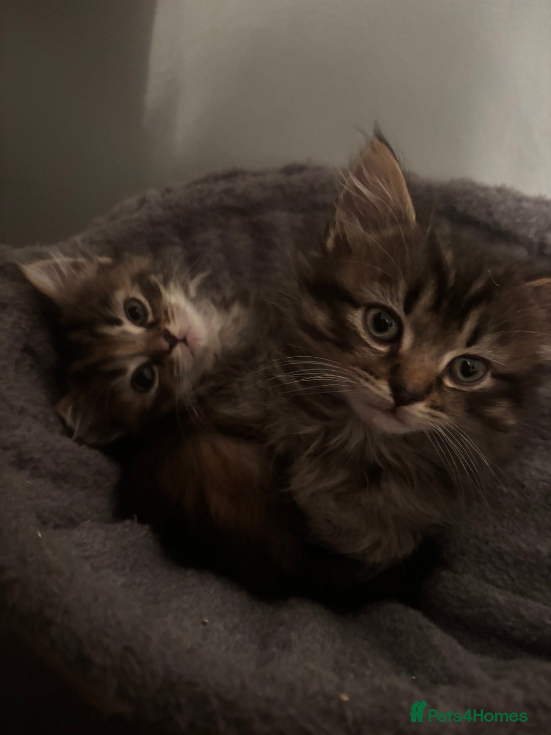 Ragdoll cats for sale: Ragdoll cross.  - Advert 5