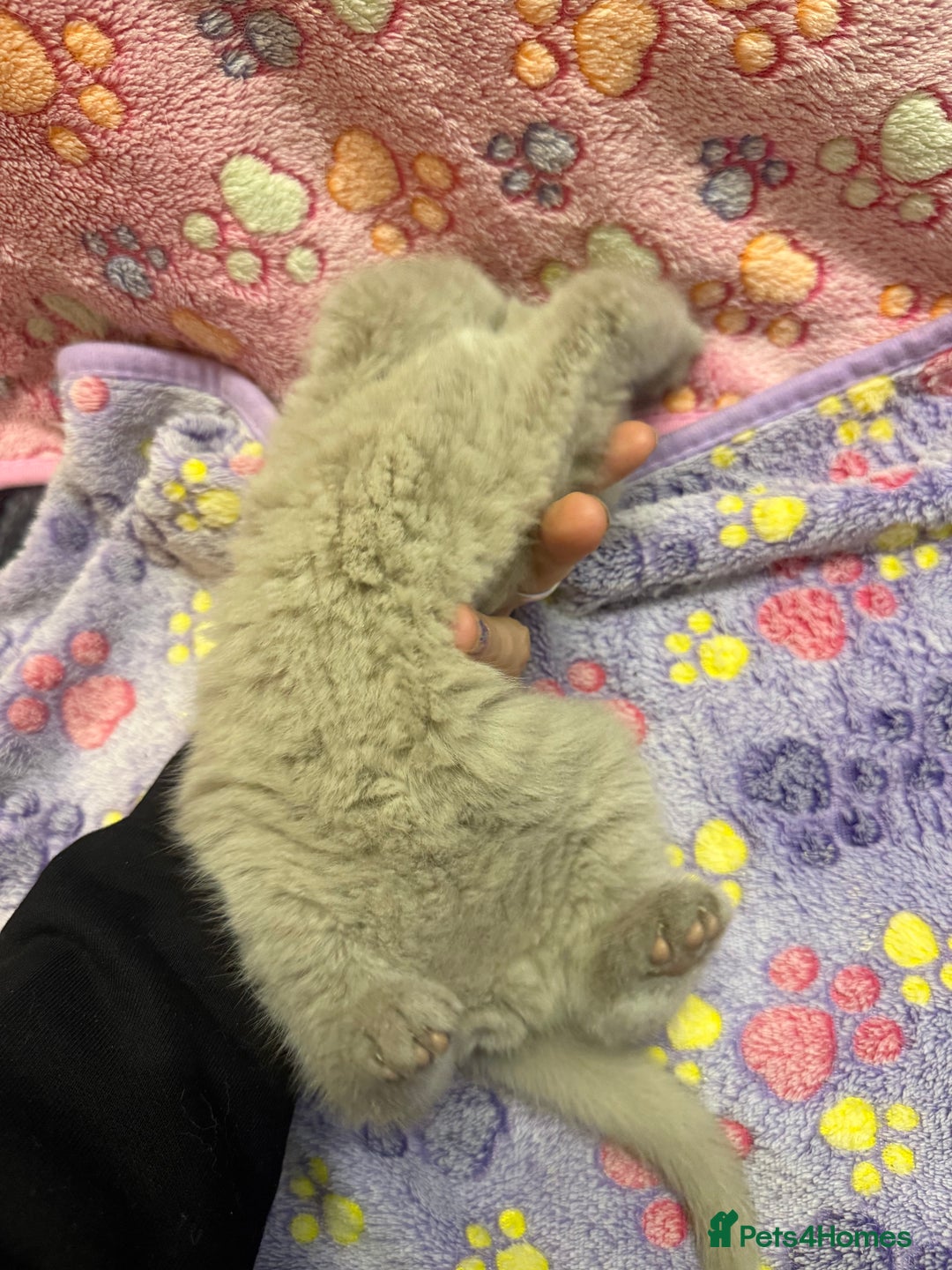 British Shorthair cats for sale: Champion Line British Shorthair Kittens - Advert 8