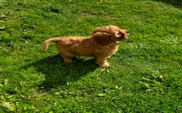 Cavapoo dogs for sale: Ready soon, TOY F1 RED CAVAPOOS DNA CLEAR - Image 14