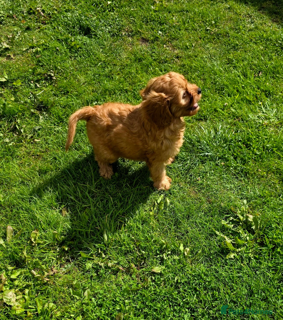 Cavapoo dogs for sale: Ready soon, TOY F1 RED CAVAPOOS DNA CLEAR - Image 14