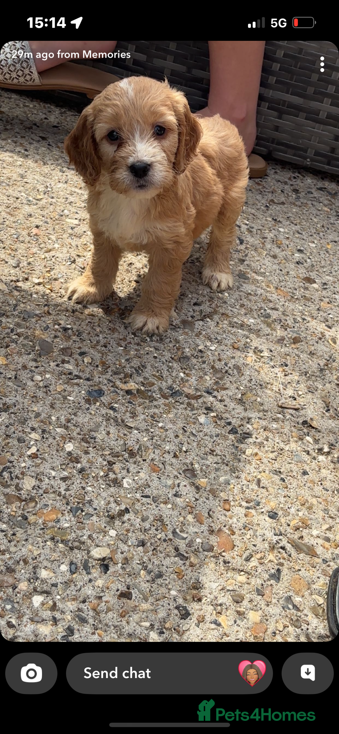 Cockapoo dogs for sale: Cockapoo puppies  - Image 9