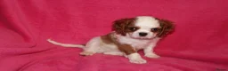 Cavalier King Charles Spaniel dogs for sale: Beautiful Cavalier Kong Charles Spaniel Puppies - Advert 15