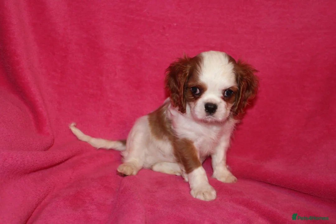 Cavalier King Charles Spaniel dogs for sale: Beautiful Cavalier Kong Charles Spaniel Puppies - Advert 15
