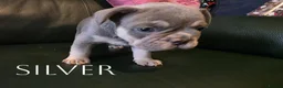 French Bulldog dogs for sale: 4 Male French Bulldog Puppies  - Advert 4