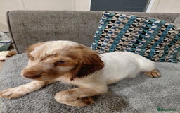Sprocker dogs for sale: *BEAUTIFUL SPROKER PUPPIES * - Advert 16