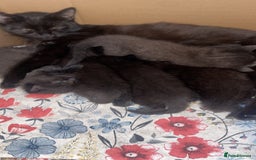 Domestic Shorthair cats for sale: Female kittens for sale - Image 4