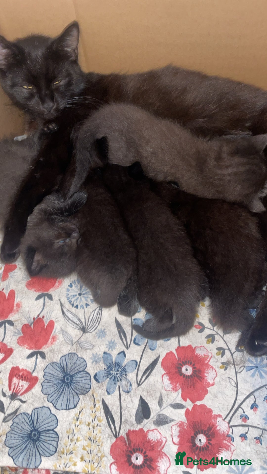 Domestic Shorthair cats for sale: Female kittens for sale - Image 4