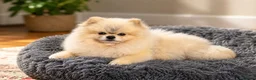 Pomeranian dogs for stud: Cream Sable Pomeranian Proven Stud - Mr Savile in Chesterfield - Advert 3
