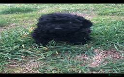 Poodle dogs for sale: Poodle  - Image 3
