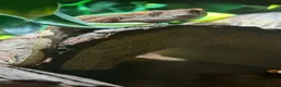 Gecko reptiles for sale: Female Harlequin Created Gecko in Aldershot - Advert 12