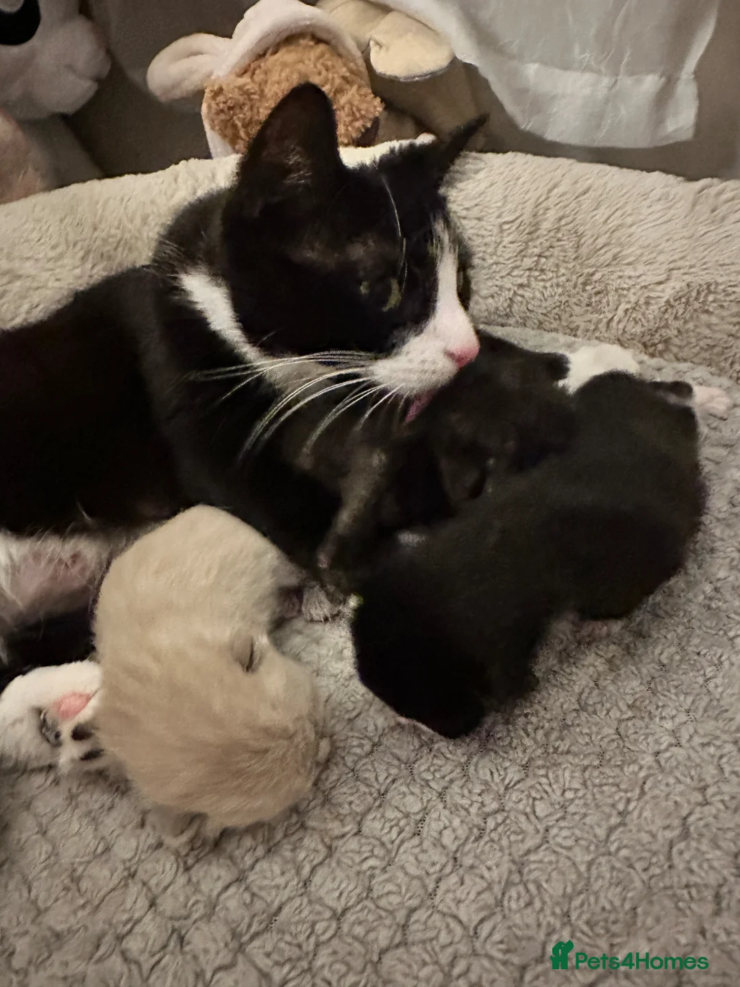 Mixed Breed cats for sale: Kittens for sale - Advert 2