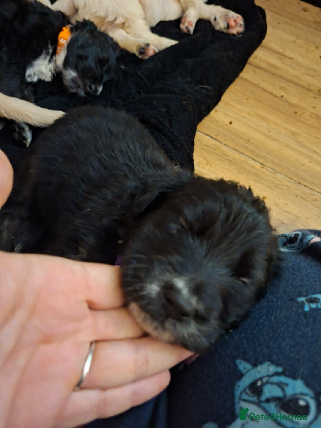 Mixed Breed dogs for sale: 1 boys left f1 border retreiver black/white left - Advert 17