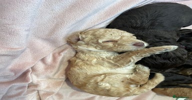 Cockapoo dogs - Advert 2