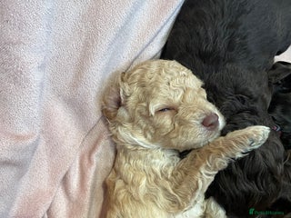 Cockapoo dogs - Advert 3