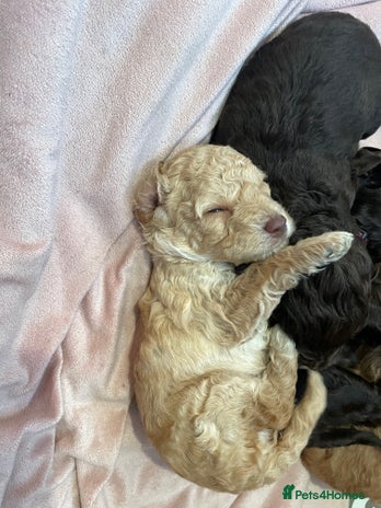 Cockapoo dogs - Advert 6