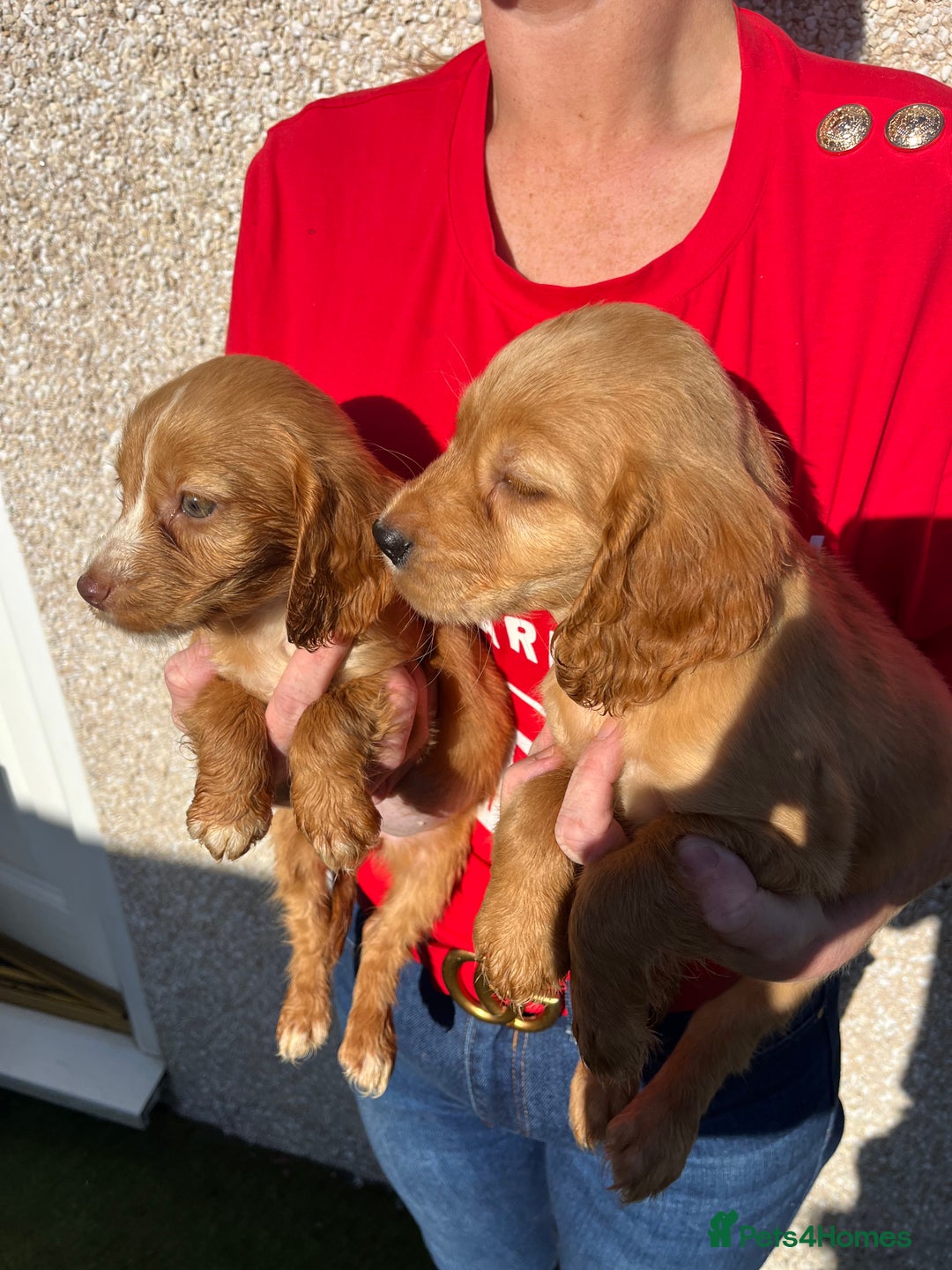 Cocker Spaniel dogs for sale: ⭐️Cocker spaniel puppies ready now ⭐️ - Image 2