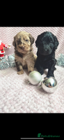 Labradoodle dogs 1 last Adorable Miniature Labradoodles left - Advert 3